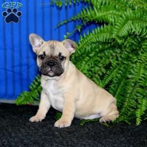 Davey, French Bulldog Puppy