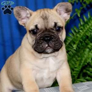 Davey, French Bulldog Puppy