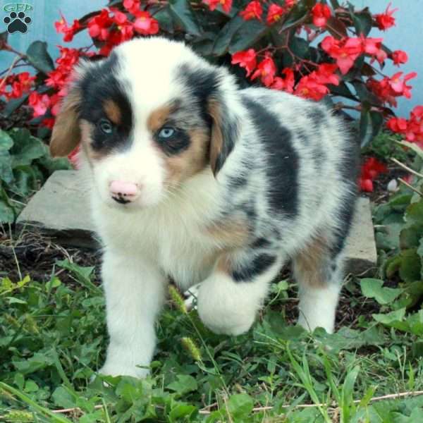 Dax, Australian Shepherd Puppy