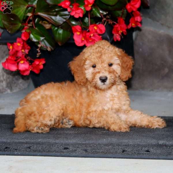 Dazzle, Mini Goldendoodle Puppy