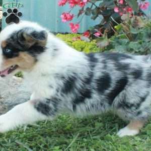 Declan, Australian Shepherd Puppy