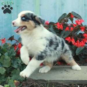 Declan, Australian Shepherd Puppy