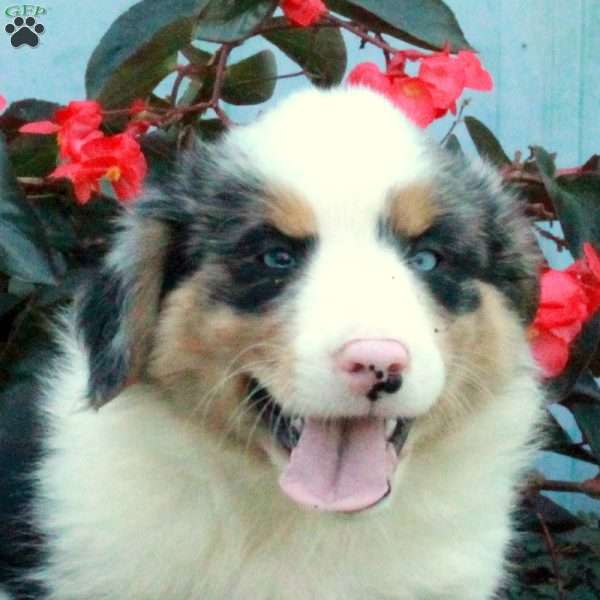 Declan, Australian Shepherd Puppy