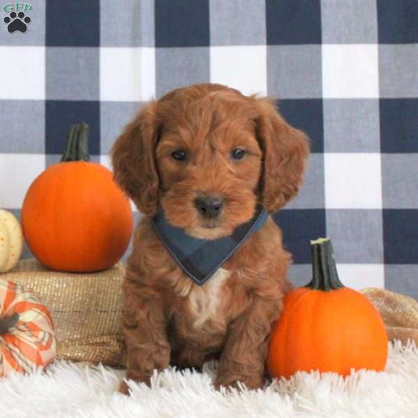 Delbert, Cockapoo Puppy