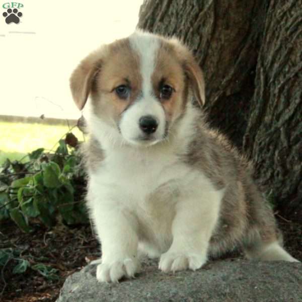 Della, Pembroke Welsh Corgi Puppy