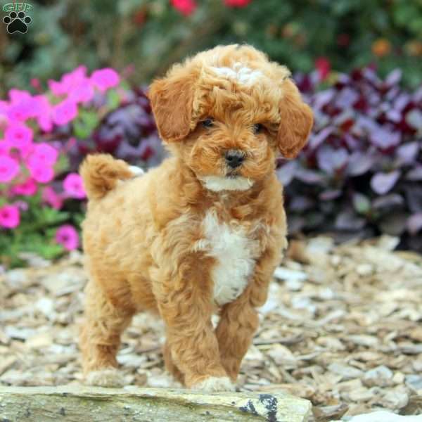 Demi, Miniature Poodle Puppy