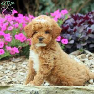 Demi, Miniature Poodle Puppy