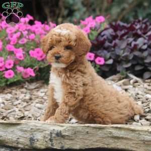 Demi, Miniature Poodle Puppy