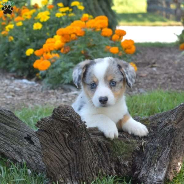 Denim, Pembroke Welsh Corgi Puppy