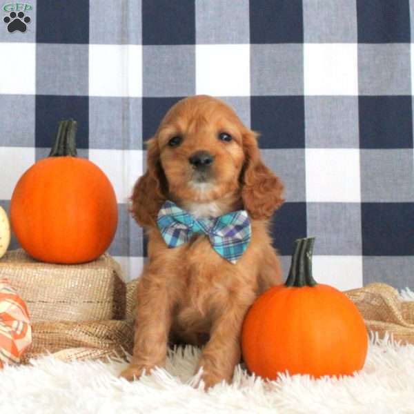 Denton, Cockapoo Puppy