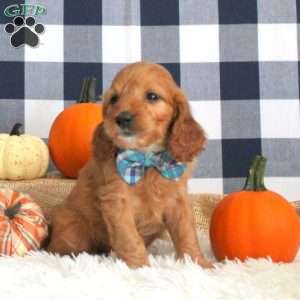 Denton, Cockapoo Puppy