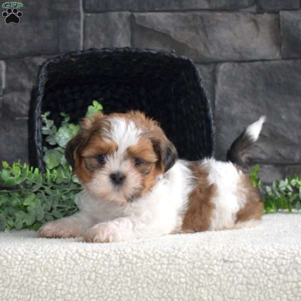 Derby, Shih Tzu Puppy