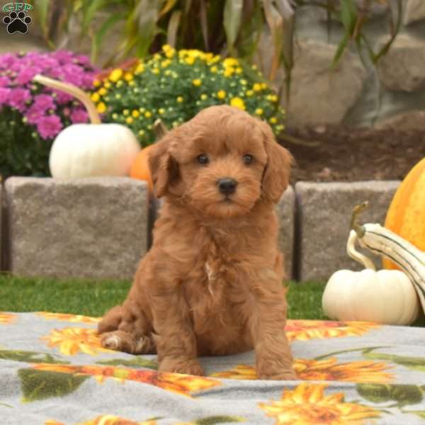 Derby, Mini Goldendoodle Puppy