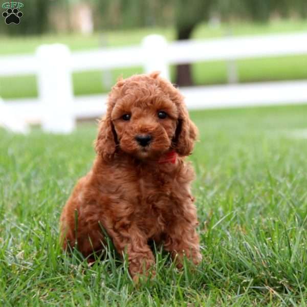 Derek, Miniature Poodle Puppy