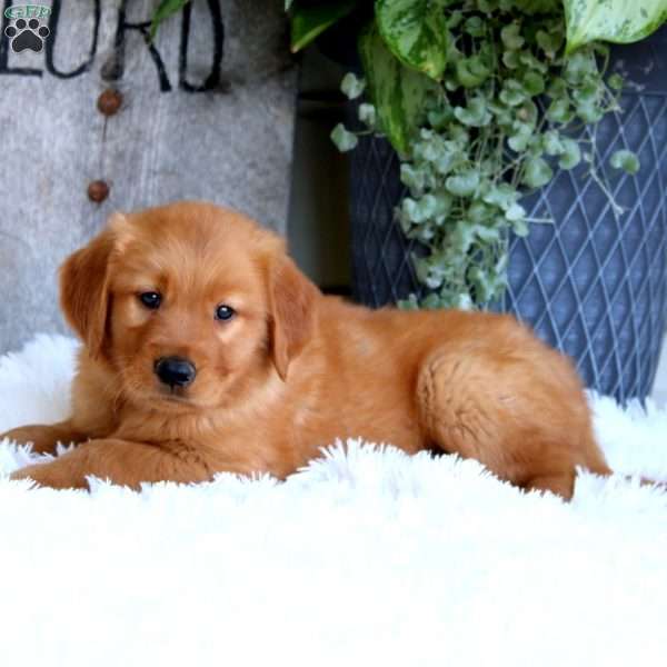 Derek, Golden Retriever Puppy