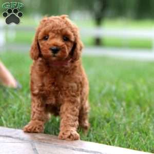 Derek, Miniature Poodle Puppy