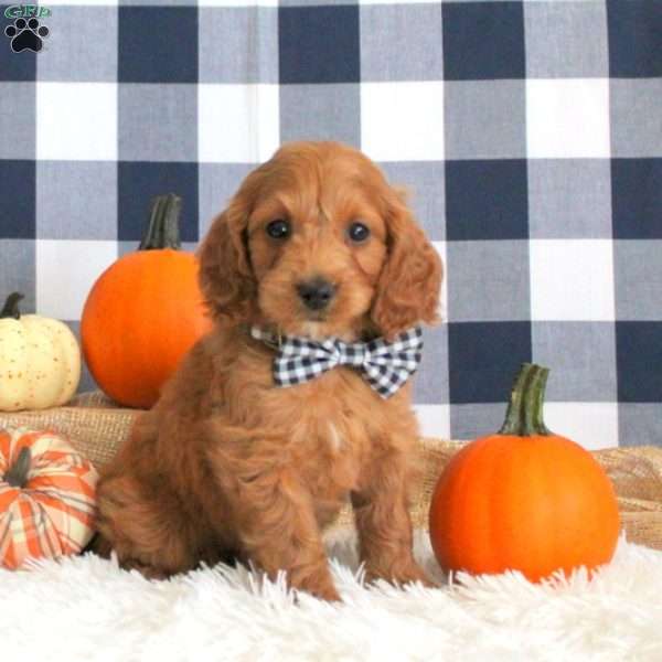 Derick, Cockapoo Puppy