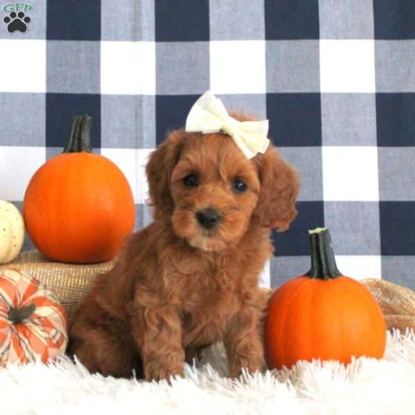 Destinee, Cockapoo Puppy