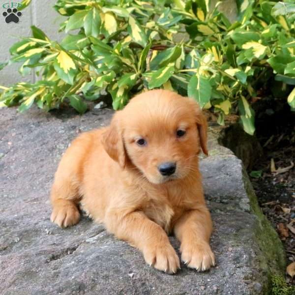 Destiny, Golden Retriever Puppy