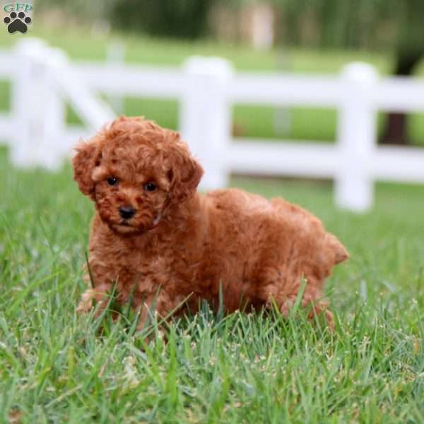 Destiny, Miniature Poodle Puppy