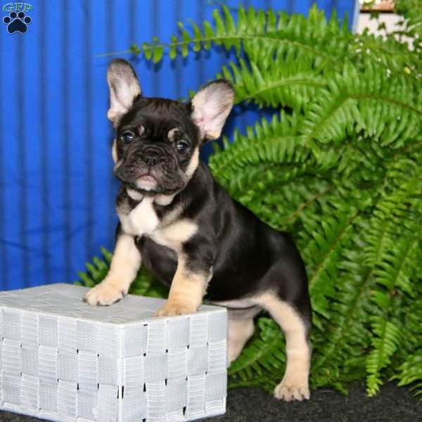 Destiny, French Bulldog Puppy