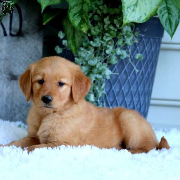 Destiny, Golden Retriever Puppy