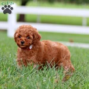 Destiny, Miniature Poodle Puppy