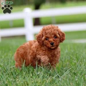 Destiny, Miniature Poodle Puppy