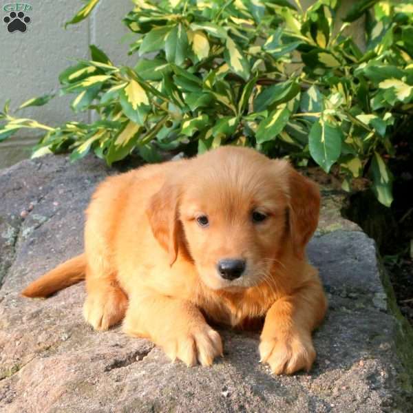 Dexter, Golden Retriever Puppy