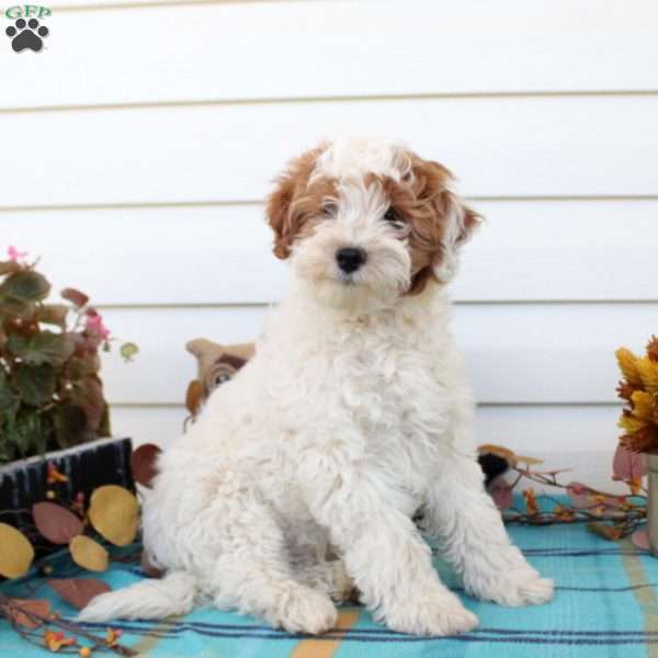 Dexter, Cockapoo Puppy