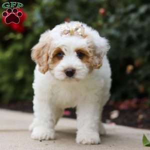 Sally, Mini Bernedoodle Puppy