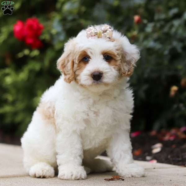 Sally, Mini Bernedoodle Puppy