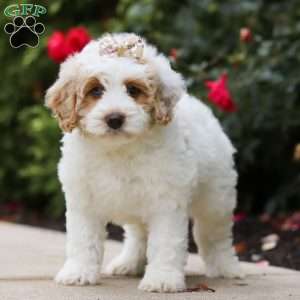 Sally, Mini Bernedoodle Puppy