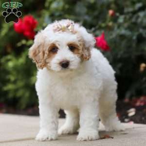 Sally, Mini Bernedoodle Puppy