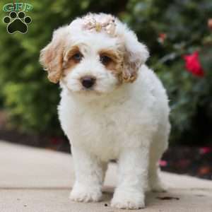 Sally, Mini Bernedoodle Puppy