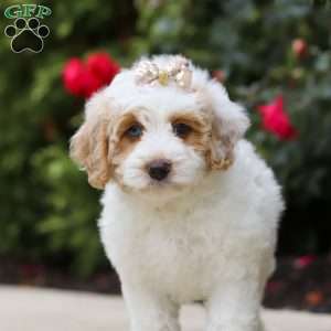 Sally, Mini Bernedoodle Puppy