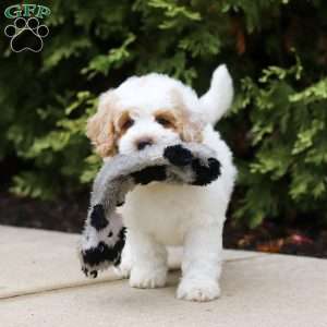 Sally, Mini Bernedoodle Puppy