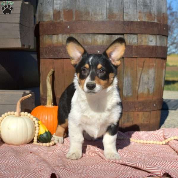 Diamond, Pembroke Welsh Corgi Puppy