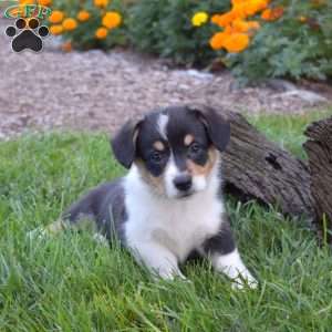 Diamond, Pembroke Welsh Corgi Puppy