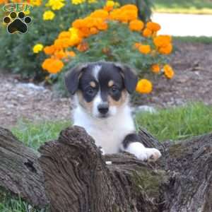 Diamond, Pembroke Welsh Corgi Puppy