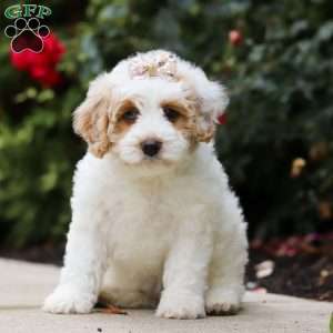 Sally, Mini Bernedoodle Puppy