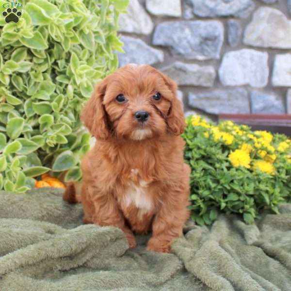 Dillon, Cavapoo Puppy