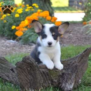 Dipper, Pembroke Welsh Corgi Puppy