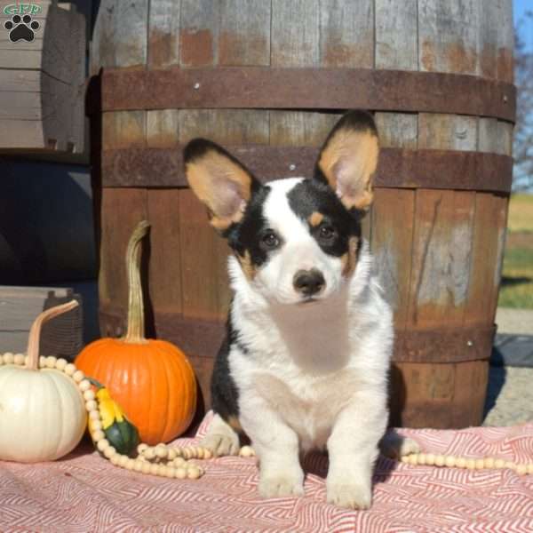 Dipper, Pembroke Welsh Corgi Puppy