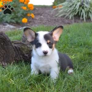 Dipper, Pembroke Welsh Corgi Puppy