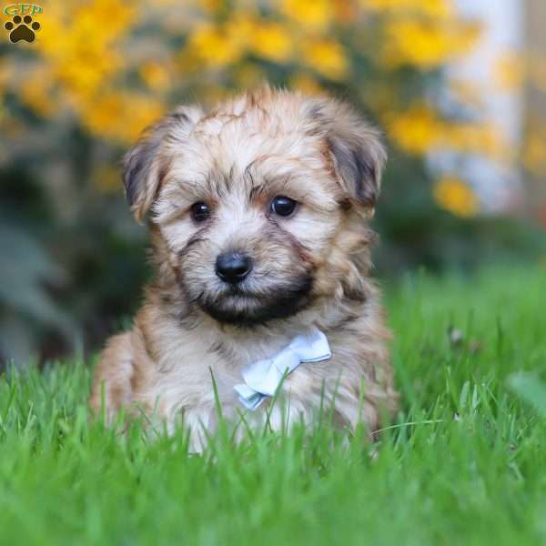 Disel, Yorkie-Chon Puppy