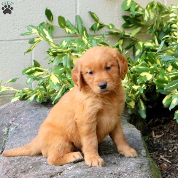 Dixie, Golden Retriever Puppy