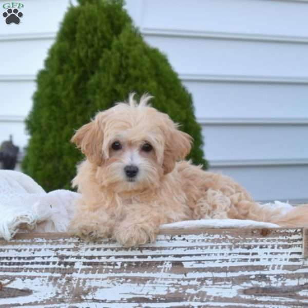 Dixie, Maltipoo Puppy