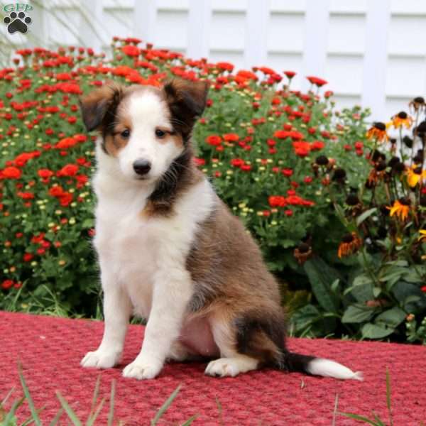 Dixie, Sheltie Puppy