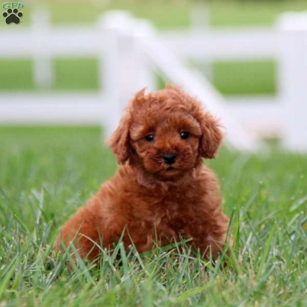 Dixie, Miniature Poodle Puppy